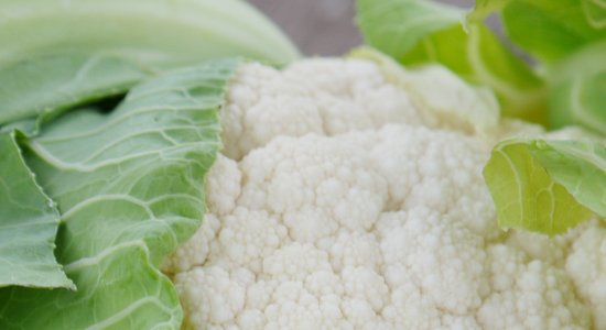Blumenkohl | Dngung, Schdlinge und Krankheiten | altes-gartenwissen.de