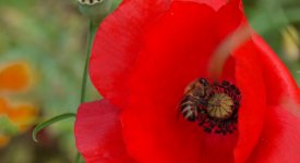 Klatschmohn bietet viel Pollen für Bienen und Hummeln