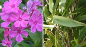 links: Phlox; rechts: Bambus