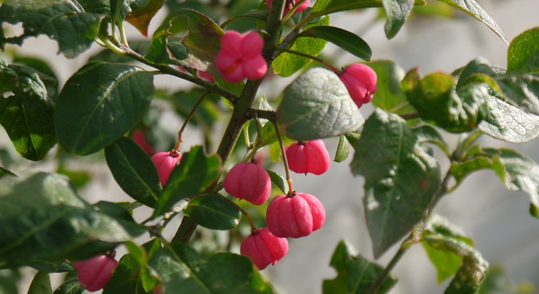 Der Hausbaum altesgartenwissen.de