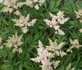 Astilbe (schneckenresistent).