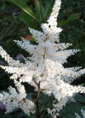 Astilbe wird von Schnecken in Ruhe gelassen.