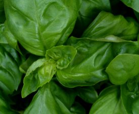 Basilikum ist eine Lieblingsspeise von Schnecken.