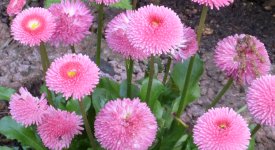 Gänseblümchen werden von Schnecken nicht gefressen.