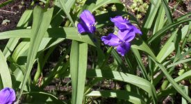 Dreimasterblume wird von Schnecken verschmät.
