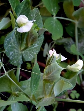 Erbsen (schneckenresistent).