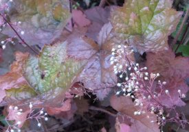 Heuchera werden auch nicht gefressen.