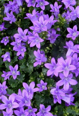 Polsterglockenblumen gehören nicht in den Schneckenmagen.