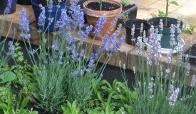 Lavendel (schneckenresistent).