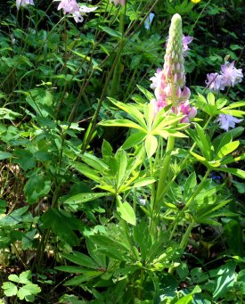 Schnecken verschlingen Lupinen
