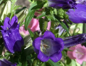 Marienglockenblumen (schneckenresistent).