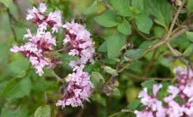 Oregano (Majoran) ist schneckenresistent.