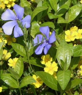 Pfennigkraut (gelb) und Immergrün (blau) stehen nicht auf dem Speiseplan.