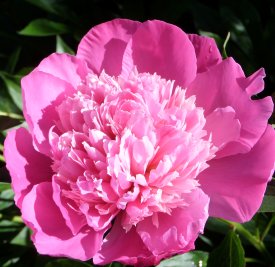 Pfingstrose (schneckenresistent).
