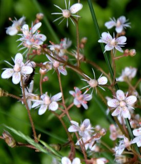 Die Porzellanblume kommt Schnecken nicht auf den Teller.