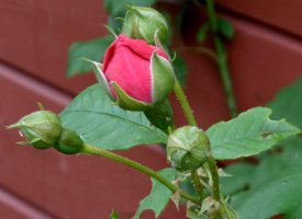 Rosen sind vielleicht zu stachelig.