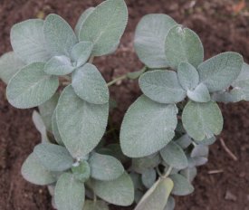Salbei mögen Schnecken nicht.