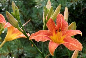 Hermerocallis oder auch Taglilien sind schneckenresistent.