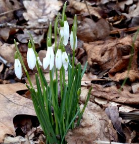 Schneeglöckchen, wie alle Zwiebelblumen, werden von Schnecken verschont.