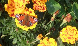 Tagetes werden oft gefressen, aber nicht immer.