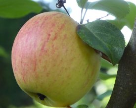 Apfel