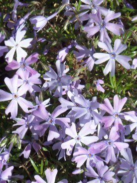Teppichphlox
