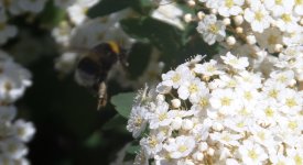 Hummel in Spierstrauch