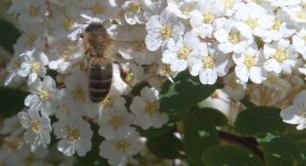 Die Blüten von Spierträuchern enhalten viel Nektar.