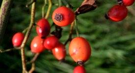 Eine Hecke pflanzen - Hecken fr Vgel, Bienen und Hummeln |  altes-gartenwissen.de