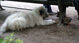 Hunde in ganz unterschiedlichen Größen: Wer passt wo durch?