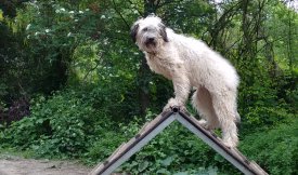 Hunde können auch klettern und, nicht zu vergessen, springen.