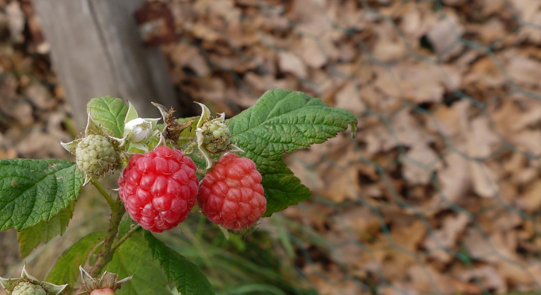 Himbeeren | altes-gartenwissen.de