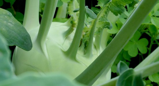 gewächshausgurken düngen Green Home Bio Dünger 1 Liter main image 0