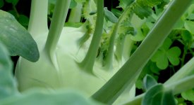 Kopfsalat im eigenen Garten anbauen, pflegen und ernten mit ultimativem  Aussaatkalender fr monatelange Ernte! | Kopfsalat richtig dngen und  richtig gieen | altes-gartenwissen.de