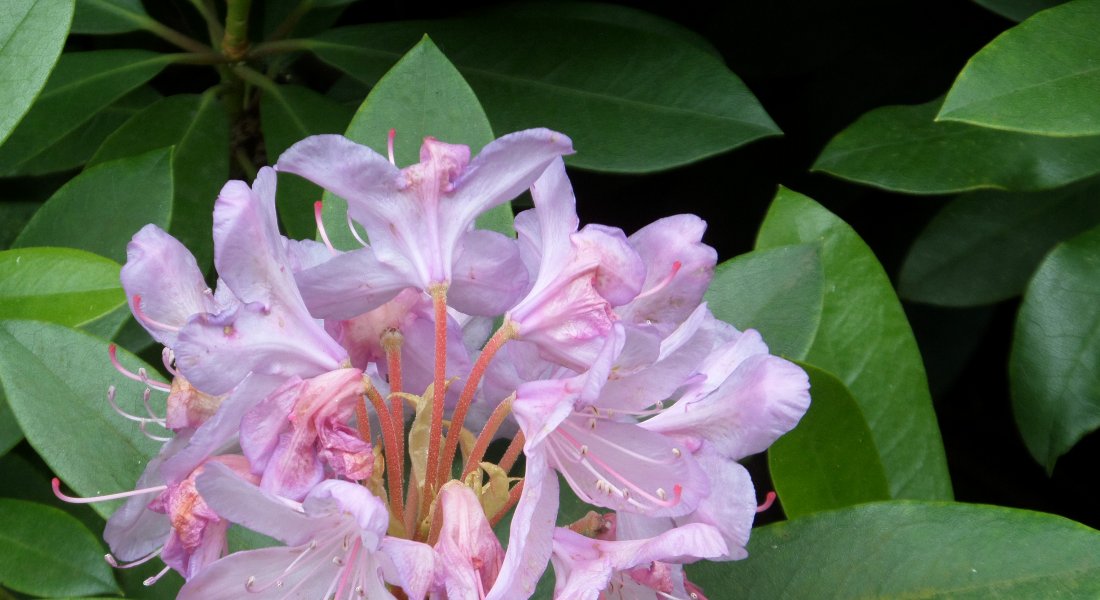 Kmmert ein Rhododendron, knnte es an Dickmaulrsslern liegen |  altes-gartenwissen.de