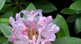 Kmmert ein Rhododendron, knnte es an Dickmaulrsslern liegen |  altes-gartenwissen.de