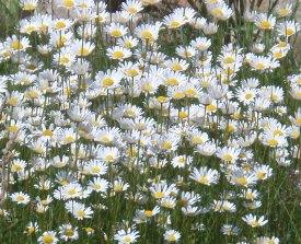 Margeriten Ein Wort Mit Vielen Arten Altes Gartenwissen De