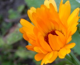 Ringelblume