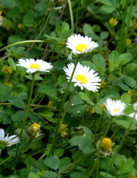 Gänseblümchen