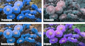 Farbwahrnehmungen einer blühenden lila Aster