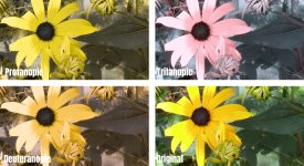 Rudbekia