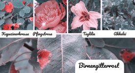 Tritanopie im Vergleich
