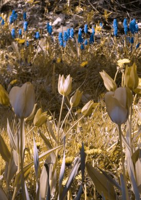 Tulpen, Hyazinthen bei Deutranopie