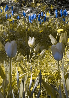 Tulpen, Hyazinthen bei Protanopie