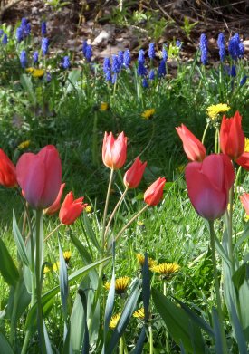Tulpen, Hyazinthen ohne Farbfehlsichtigkeit