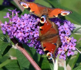 Tagpfauenauge auf Schmetterlingsflieder