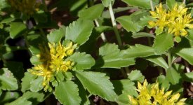 Sedum