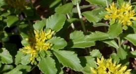 Ein Garten Fur Schmetterlinge Nabu