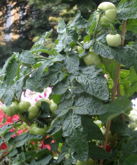 Tomaten können auch gut auf dem Balkon kultiviert werden