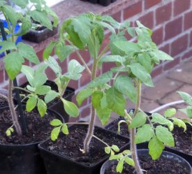 junge Tomatenpflanzen in Töpfchen